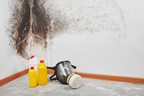 Best Toxic Mold Removal  in Powells Crossroads, TN