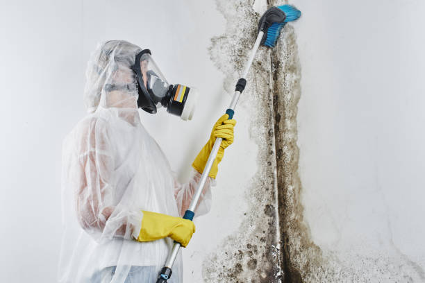 Best Mold Remediation Experts  in Powells Crossroads, TN