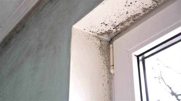 Best Office Mold Removal Services  in Powells Crossroads, TN