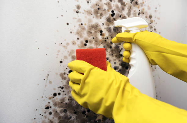 Best Local Mold Removal Service  in Powells Crossroads, TN