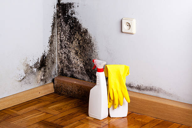 Best Black Mold Removal  in Powells Crossroads, TN